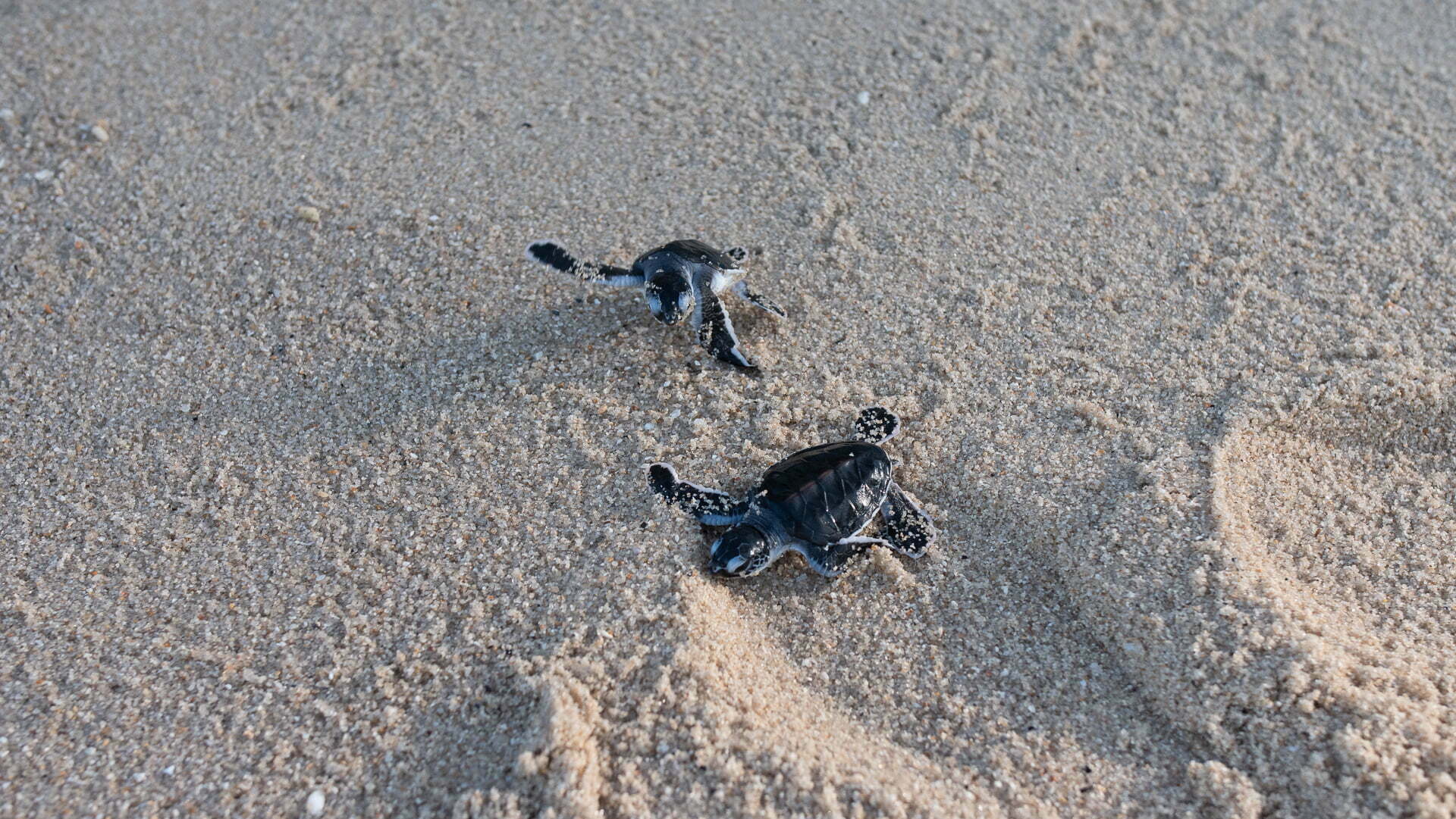 Release of Turtle Hatchlings